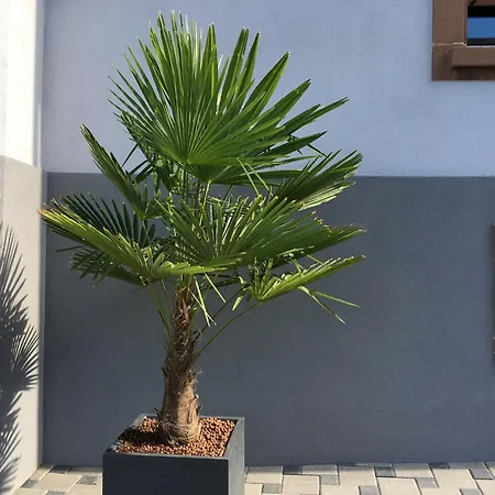 Les Magnolias En Alsace - Meuble De Tourisme 3 Etoiles * Barembach