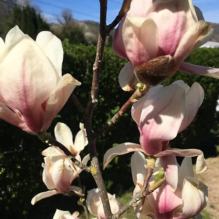 Les Magnolias En Alsace - Meuble De Tourisme 3 Etoiles * Barembach