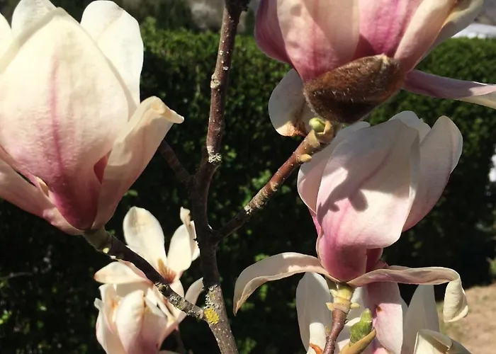 Les Magnolias En Alsace - Meuble De Tourisme 3 Etoiles * Barembach